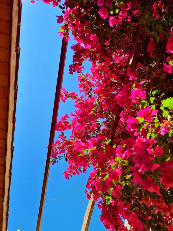 Veinticinco Casa De Huespedes Villa Mendoza Eksteriør bilde